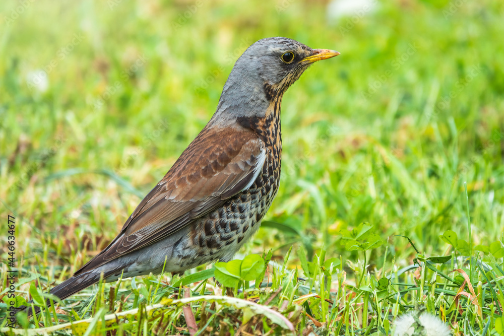 Wood bird Fieldfare, Turdus pilaris, on a sprng lawn. Wood bird Fieldfare, Turdus pilaris, on a sprng lawn.