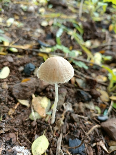 A mushroom or toadstool is produced above ground, on soil . Natural nature image