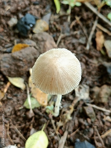  A mushroom or toadstool is produced above ground, on soil . Natural nature image