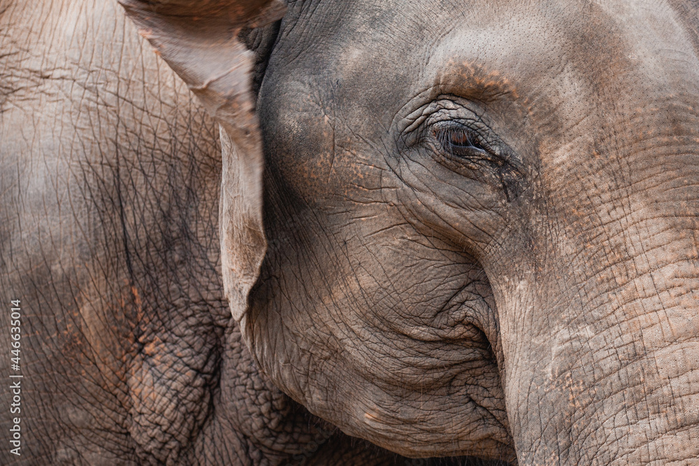 Wild elephant in Thailand Chiang Mai sanctuary jungle animals safari Asia
