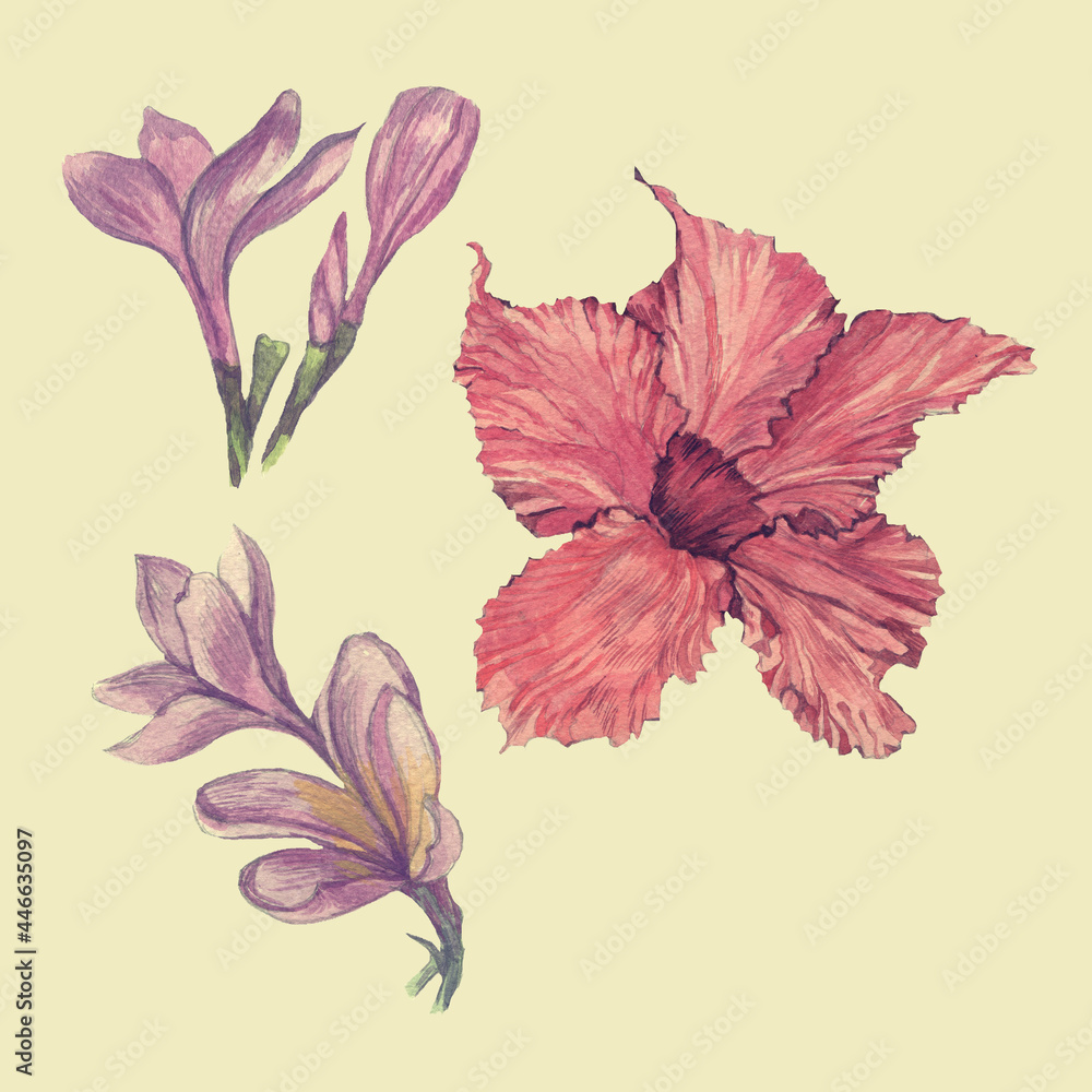 Hand drawn watercolor illustrations of hibiscus and flowers