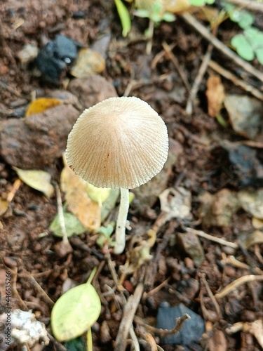 mushroom in the forest, A mushroom or toadstool is produced above ground, on soil . Natural nature image