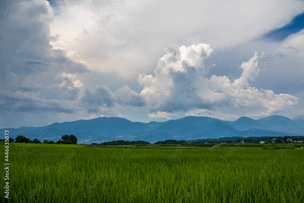 Fototapeta premium field and blue sky