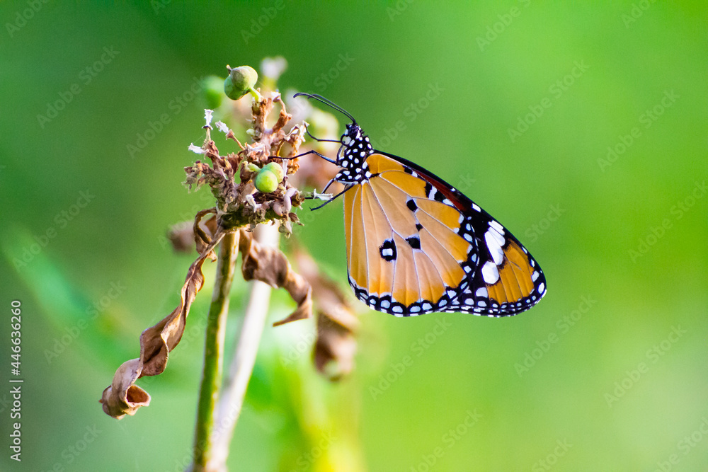 butterfly on a leaf