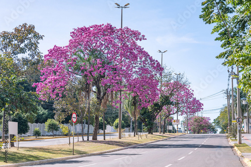 View of a large avenue with beautiful pink flowers of a Ipe tree. Photo at Mato Grosso avenue, Campo Grande city, MS - Brazil. Tree symbol of the city. photo