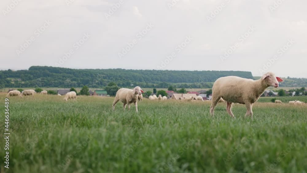 two sheeps lambs graze and walk on grass field.. Summer evening at the farm two sheeps lambs graze and walk on grass field.. Summer evening at the farm