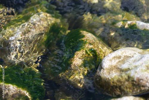 seaweed on the rocks