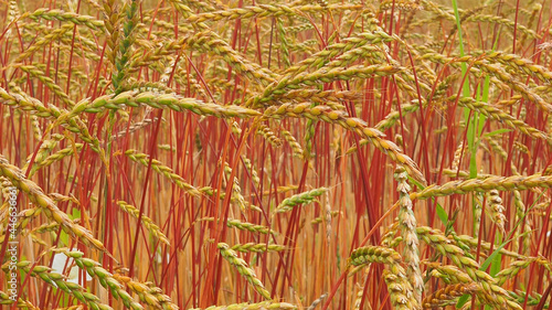 Dinkel Oberkulmer Rotkorn