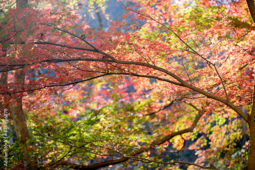 花貫渓谷の紅葉