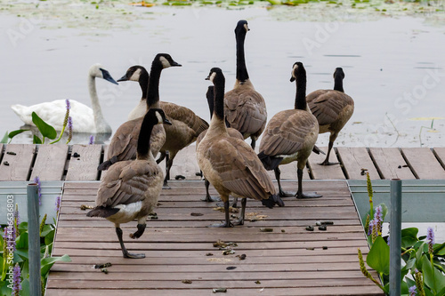 Canada geese (Branta canadensis) and its droppings on a dock beside a lake during summer. 