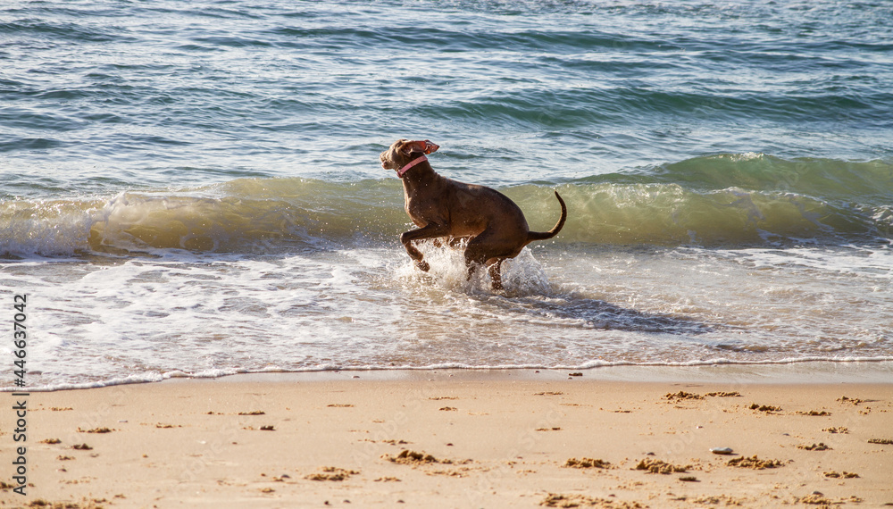 Weimaraner dog is playing in the water of the sea Weimaraner dog is playing in the water of the sea