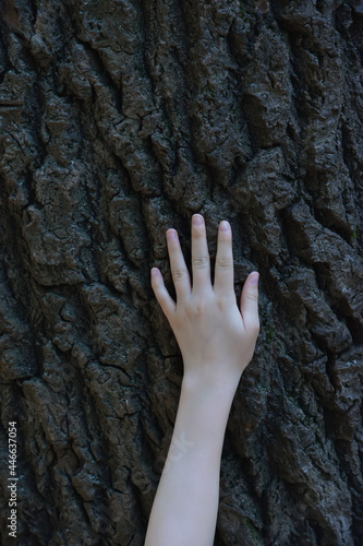 child hand on dark bark tree