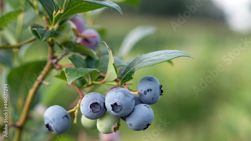 Erntefrische Blaubeeren vom Feld