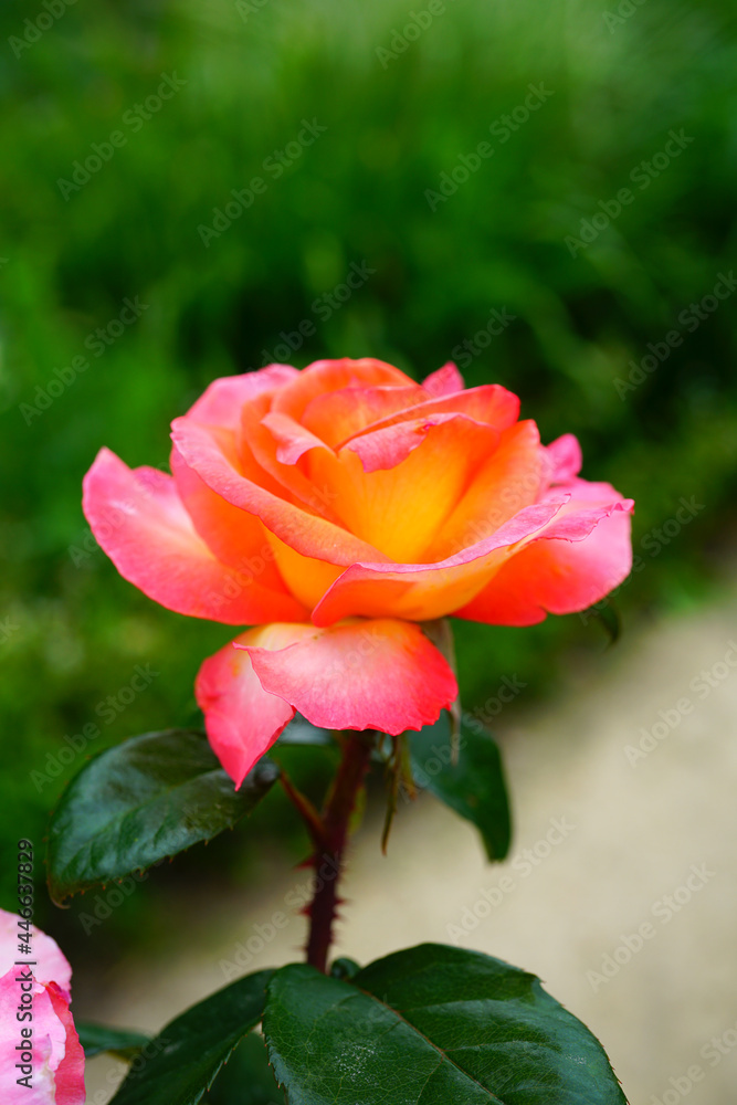 Michel Desjoyaux orange pink rose