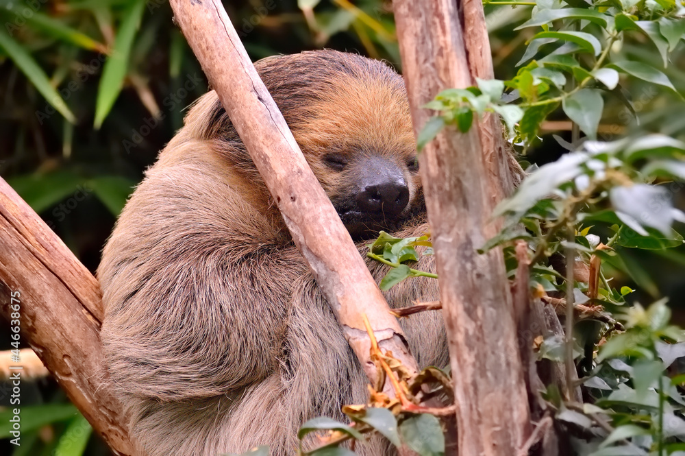 Fototapeta premium Cute sloth sleeping among tree branches.