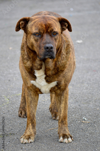 Portrait of beautiful large dog outdoors.