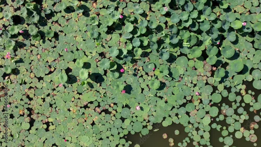 Beautiful landscape of pink lotuses on the lake. White and pink flowers are blooming. Large green water lilies float on the water. Top view from the throne. A small brown pond. Kazakhstan, Almaty Beautiful landscape of pink lotuses on the lake. White and pink flowers are blooming. Large green water lilies float on the water. Top view from the throne. A small brown pond. Kazakhstan, Almaty