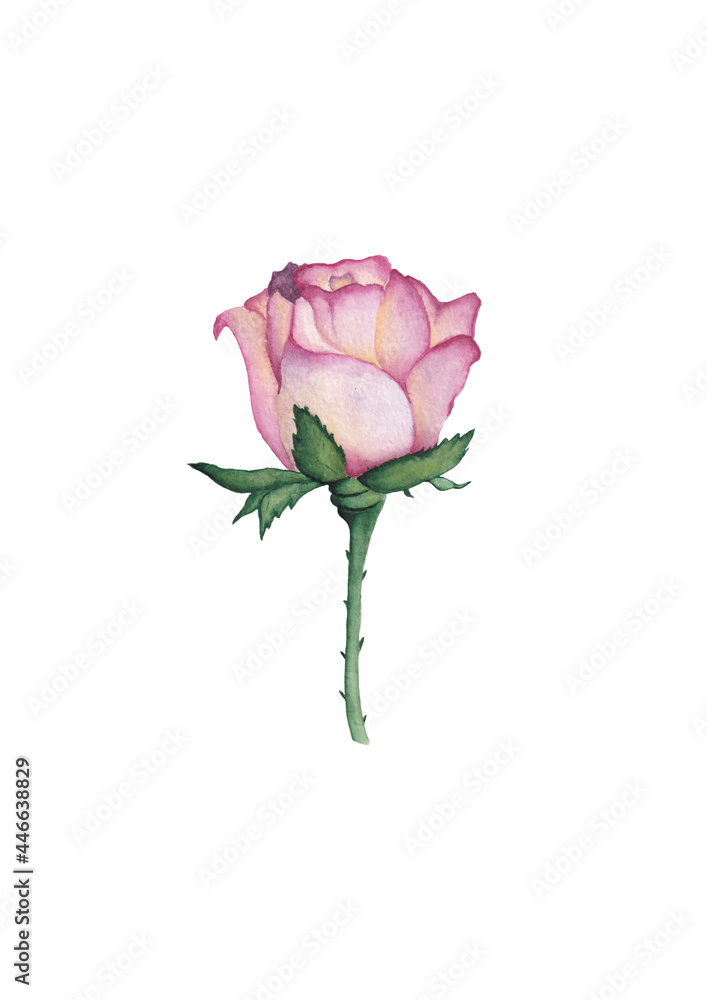 single pink roses