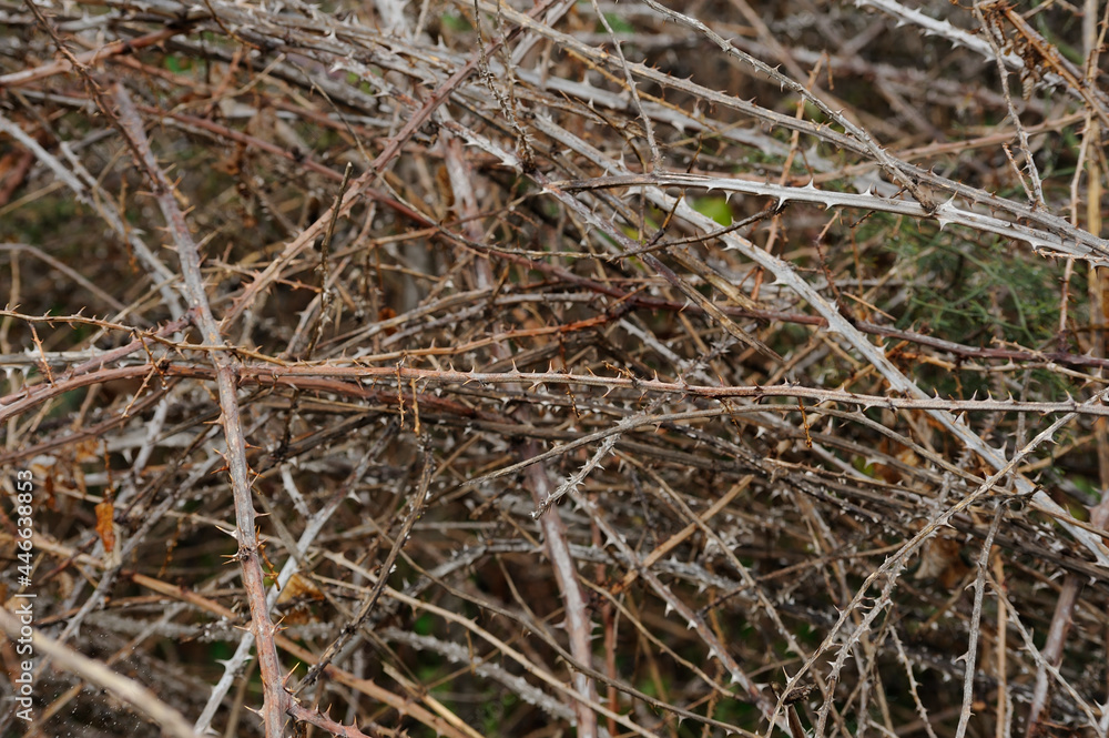 Dangerous field of crisscrossing dry brambles.