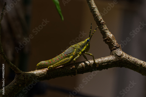 Painted Grasshopper seen in Khordha Odisha India