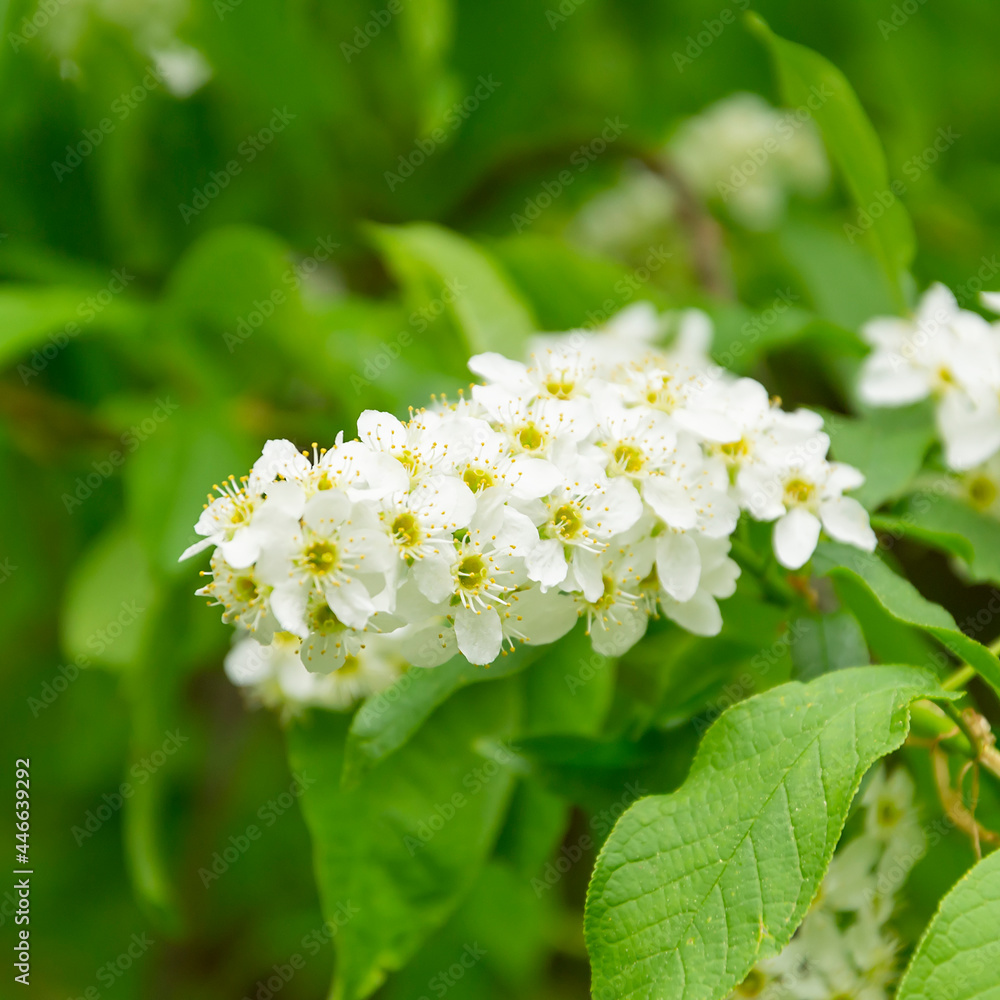 white cherry blossoms white cherry blossoms
