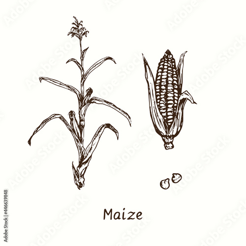 Maize. Plant and orn on cob. Ink black and white doodle drawing in woodcut style.
