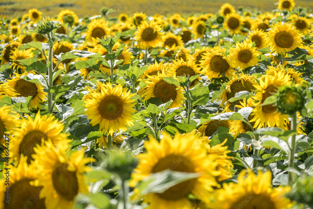 Bright yellow sunflowers in full bloom garden Bright yellow sunflowers in full bloom garden