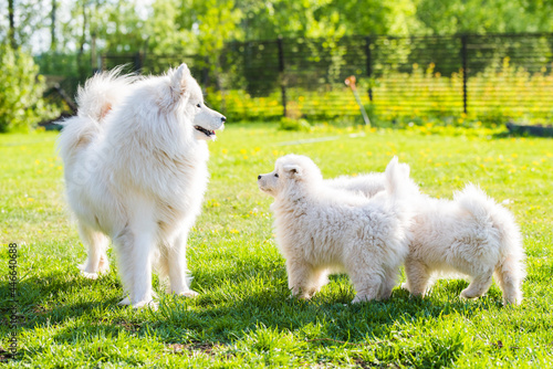 Female Samoyed dog with puppies walk on grass