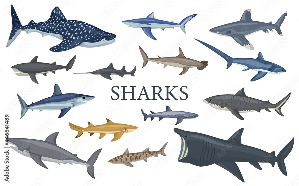 Set shark isolated on white background in flat. Different kind of sharks. - obrazy, fototapety, plakaty 