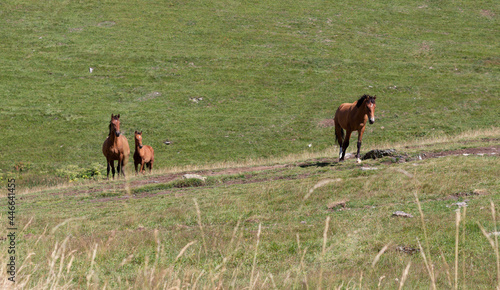 Horses on the meadow, Georgia