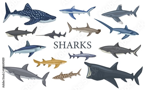 Set shark isolated on white background in flat. Different kind of sharks.