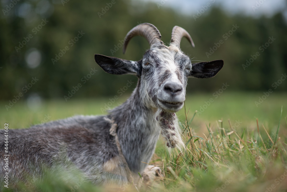 Beautiful purebred domestic goat in the meadow.