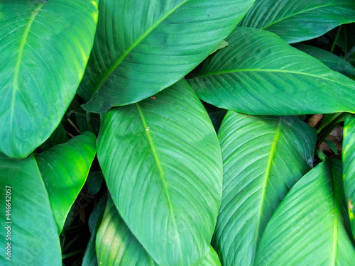 Green leaf texture in tropical garden. Fresh leafy texture after the rain. Wet tropical garden plant closeup photo. Vivid green leaf top view for natural cover, environmental banner, ecologic package