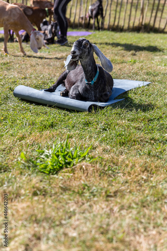 A naughty goat eating a yoga mat after a goat yoga session