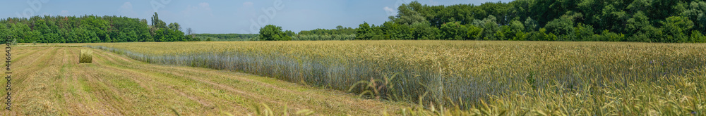 The afternoon sun illuminates the unharvested rye in the field. The afternoon sun illuminates the unharvested rye in the field.