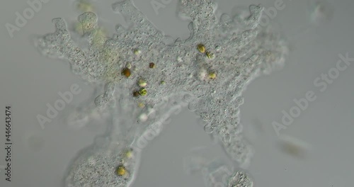 Amoeba forms pseudopods and moves photo