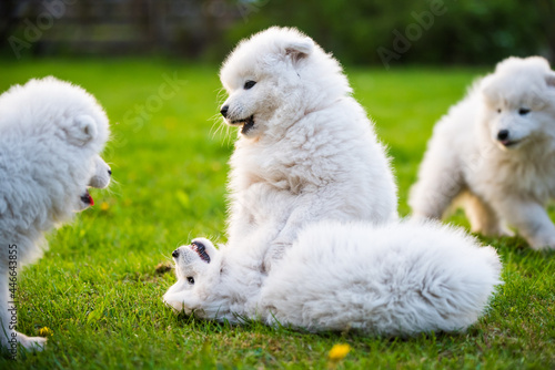 Funny fluffy white Samoyed puppies dogs are playing