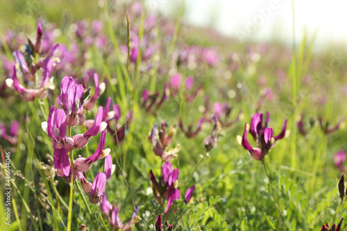 Beautiful flowers growing in meadow on sunny day