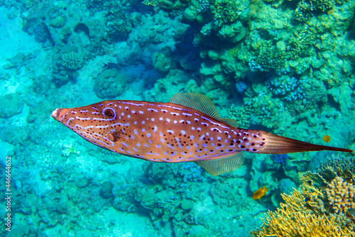 Scribbled  Filefish or Scrawled filefish - Aluterus scriptus  on Coral Reef  in Egypt  photo