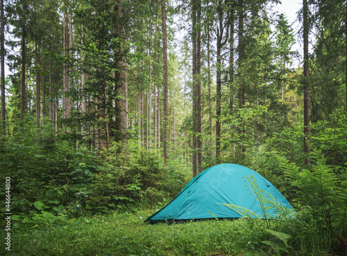 Campsite in the forest. Green camping tent in a small meadow in beautiful spruce forest with lush foliage around. Summer backpacking tourism