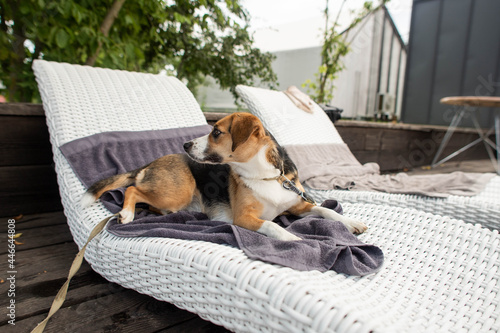 Fotografie cute dog lying on a lounger
