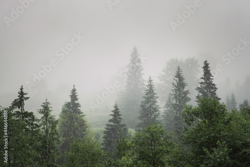 Misty forest. Morning scene of fog covering spruce forest. Tranquil nature landscape with fir tree tops silhouettes. Copy space