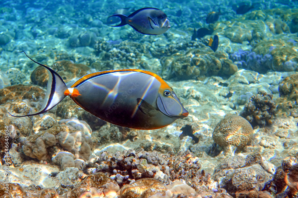 Fototapeta premium Orangespine unicornfish (Naso elegans) clouse up view, in the Red Sea, Egypt