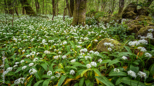 In the garlic woods near Lennox Castle in Lennoxtown, East Dunbartonshire, Scotland photo