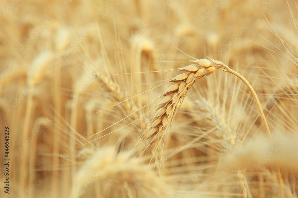 Wheat spikelets in a field close up with place for text Wheat spikelets in a field close up with place for text