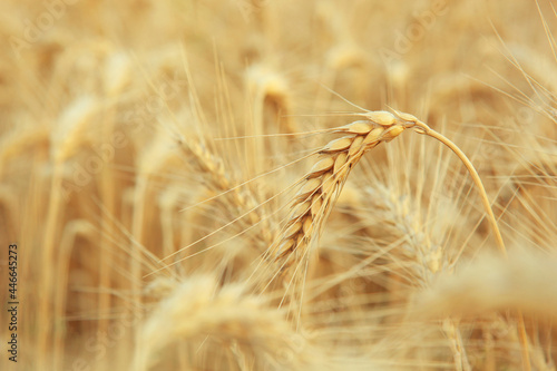 Wheat spikelets in a field close up with place for text