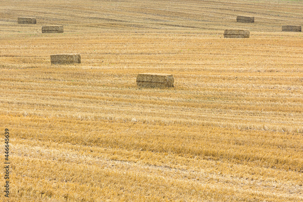 Large square bales of straw in a harvested wheat field.