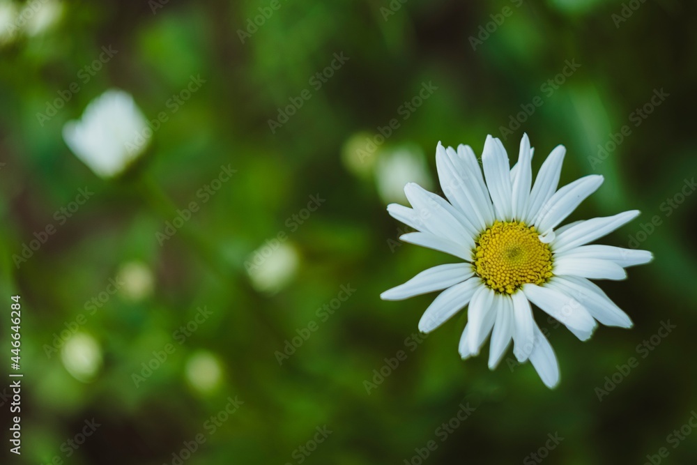 Fototapeta premium daisy in the grass