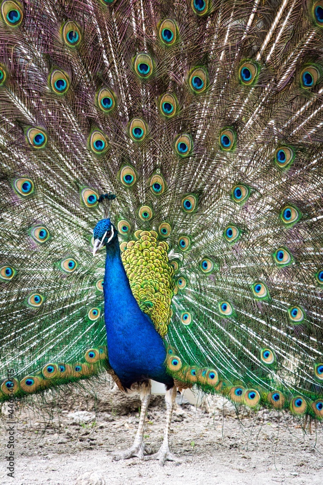 Obraz premium peacock with feathers