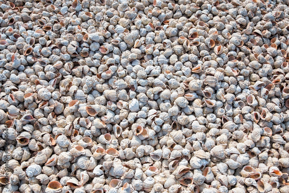 rapana shells texture rapana shells texture